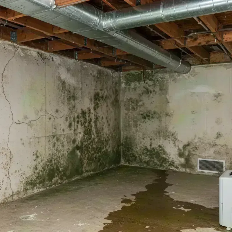 Professional Mold Removal in Vinita, OK